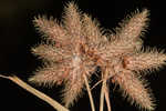 Dwarf umbrella-sedge